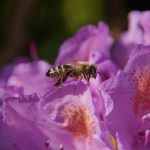 花にとまるミツバチの写真