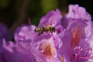 花にとまるミツバチの写真