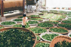 ベトナムのお茶栽培の様子