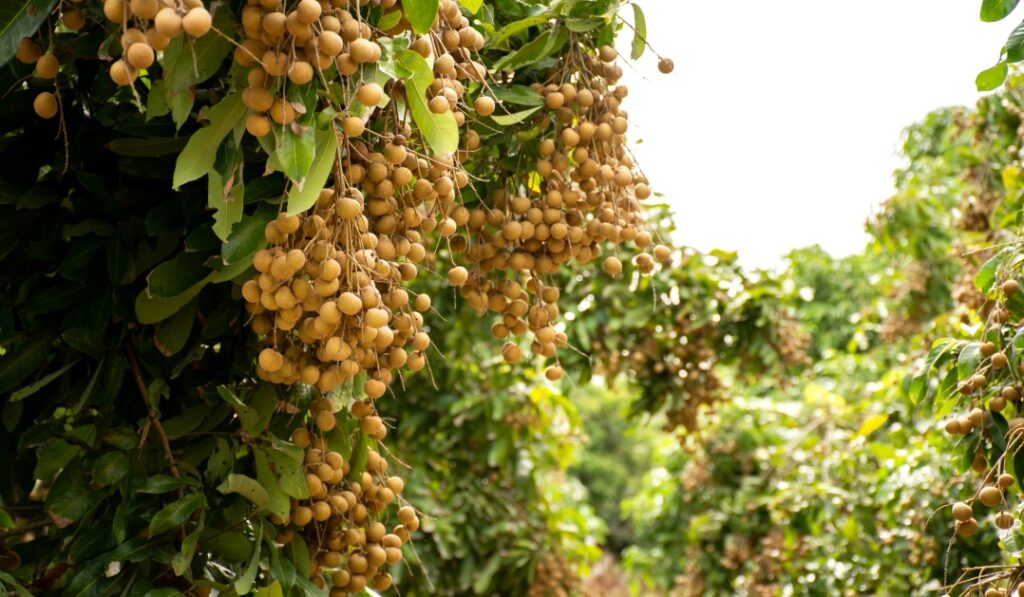 龍眼花孕育的金色蜂蜜